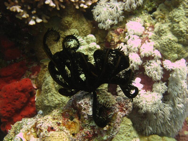 Sawtooth Feather Star